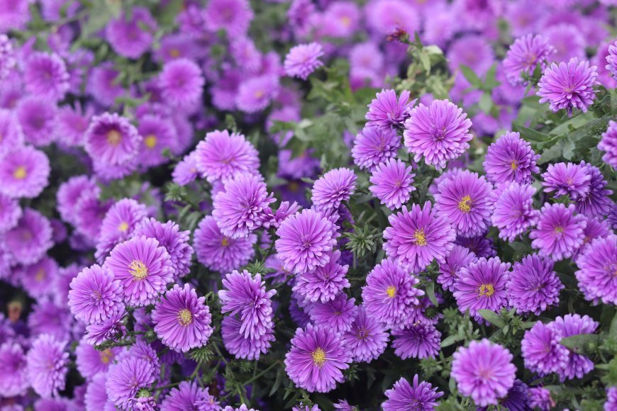 唯美紫色菊花超清壁纸图片
